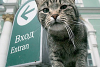 Эрмитажных кошек ловят для вручения паспорта и регистрации