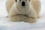 Аляска против занесения Белого медведя в Красную книгу